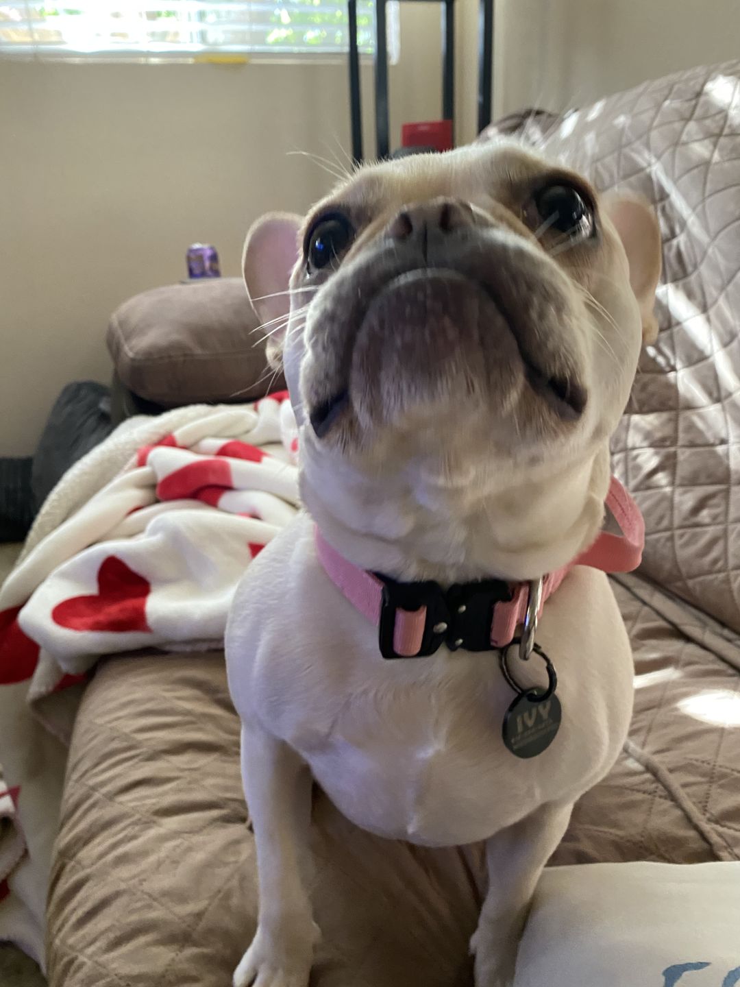 Customer photo review of ID Dog Tag - Black (With Gift Box)