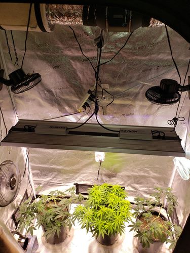Customer photo review of Sayhon Full Spectrum OSRAM Chips Grow Lights For 5X6ft Tent SH4000