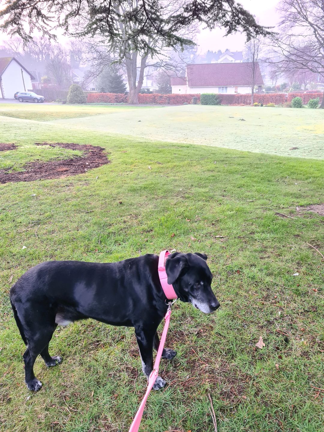 Customer photo review of Double Ended Training Lead | All Breeds - Durable & Soft 2m Lead - Pink