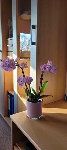 Customer photo review of 2er Set - Table Dance - Farbmix 3 Rispen mit Keramiktöpfen in Rosa