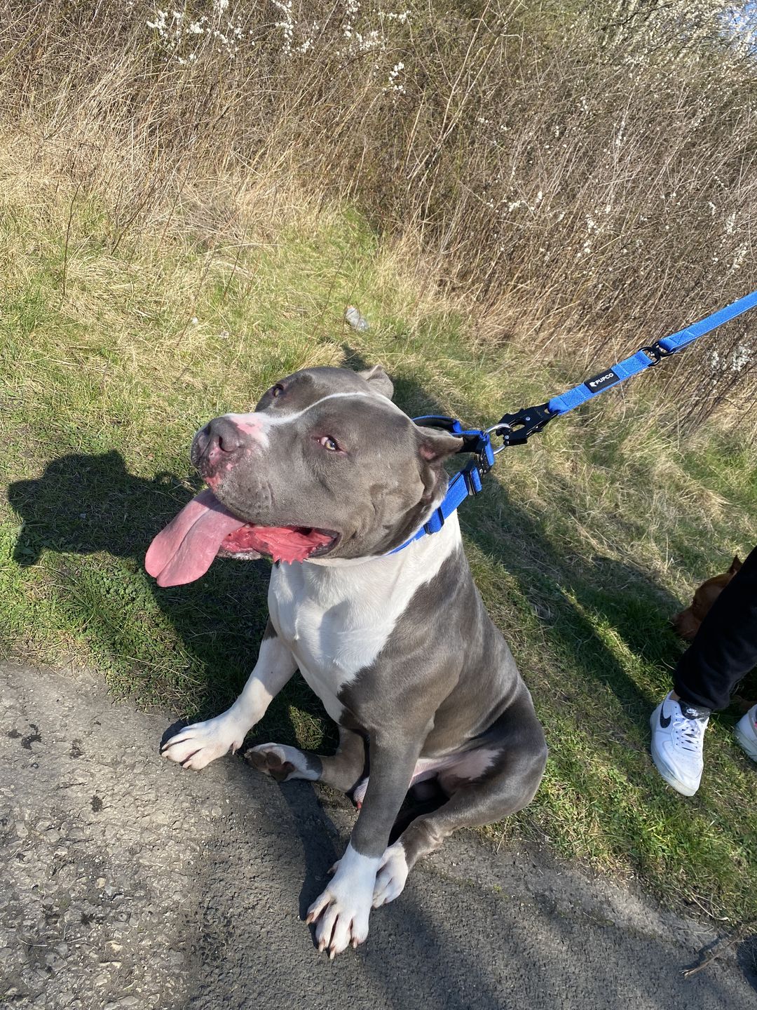 Customer photo review of PUPCO Performance collar with handle 4CM - Royal blue