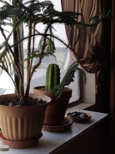 Customer photo review of San Pedro Cactus | Echinopsis pachanoi