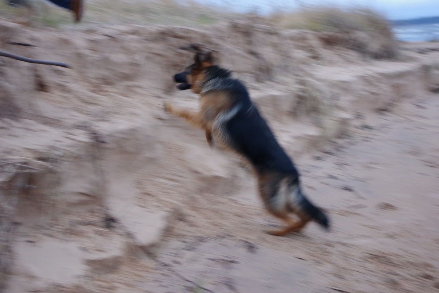 Customer photo review of Best Breeders Adult All breeds 26/15 ar briedi un kartupeļiem
