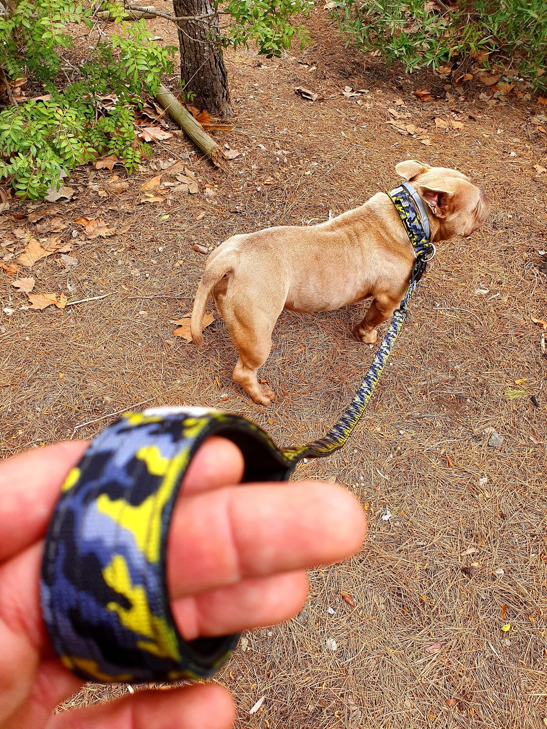 Customer photo review of 1.4m Swivel Combat Lead | Neoprene Lined, Secure Rated Clip with Soft Handle - CAMO Lightning