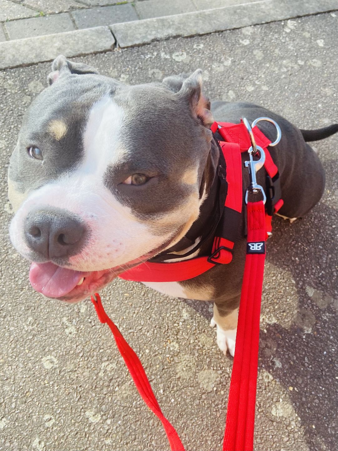Customer photo review of Double Ended Training Lead | All Breeds - Durable & Soft 2m Lead - Red