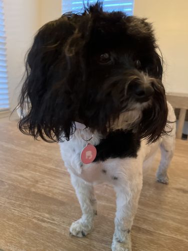 Customer photo review of Pink