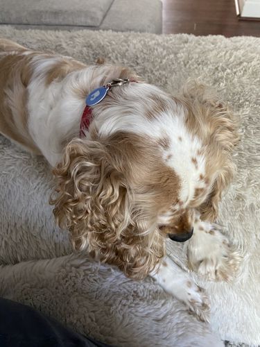 Customer photo review of Blue