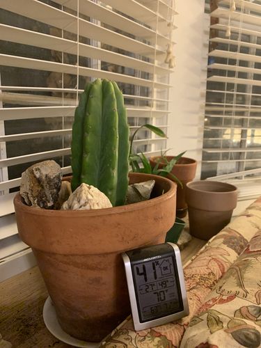 Customer photo review of San Pedro Cactus | Small | Echinopsis pachanoi