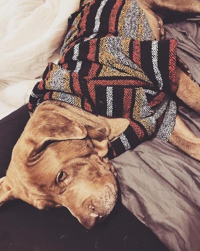 Customer photo review of Playa Poncho