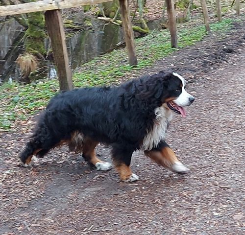 Kundenbewertung mit Foto zu BELISY > Gelenk Komplex < Gelenktabletten für Hunde & Katzen - 100 Tabletten