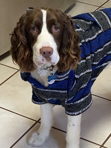 Customer photo review of Playa Poncho