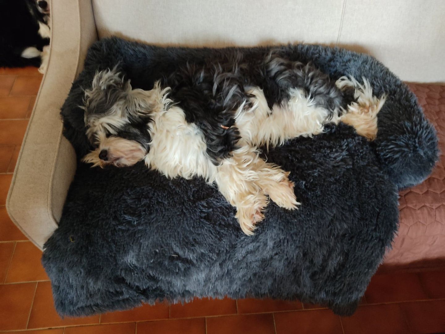Customer photo review of Coussin Protecteur & Ultra Confortable PuppySafe