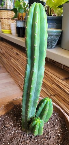 Customer photo review of San Pedro Cactus | Large Branching | Echinopsis pachanoi