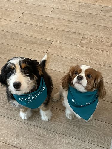 Customer photo review of The Perfect Puppy Course