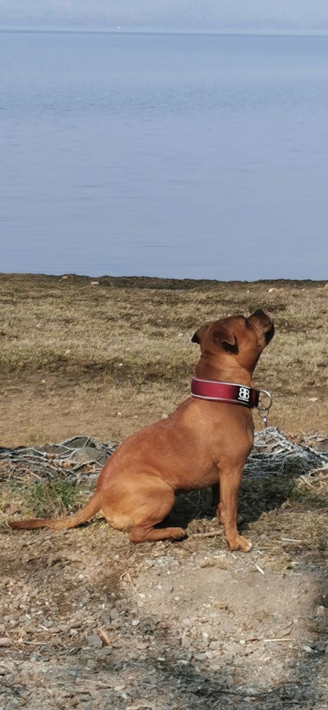 Customer photo review of 5cm RR Collar | Soft Padded & Reflective | Series 2 - Burgundy