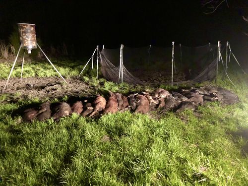 Customer photo review of Pig Brig Trap System