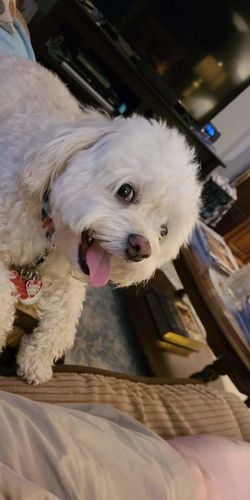 Customer photo review of Polkadog