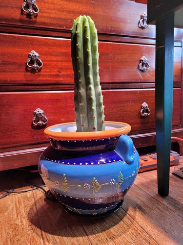 Customer photo review of San Pedro Cactus | Echinopsis pachanoi