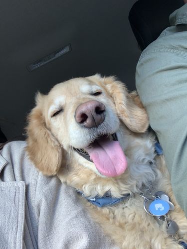 Customer photo review of Blue