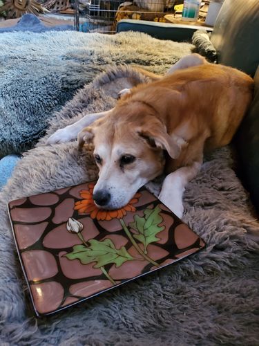 Customer photo review of Grandma Ada's Turkey & Yams Grain & Gluten-Free Holiday Meal Feast