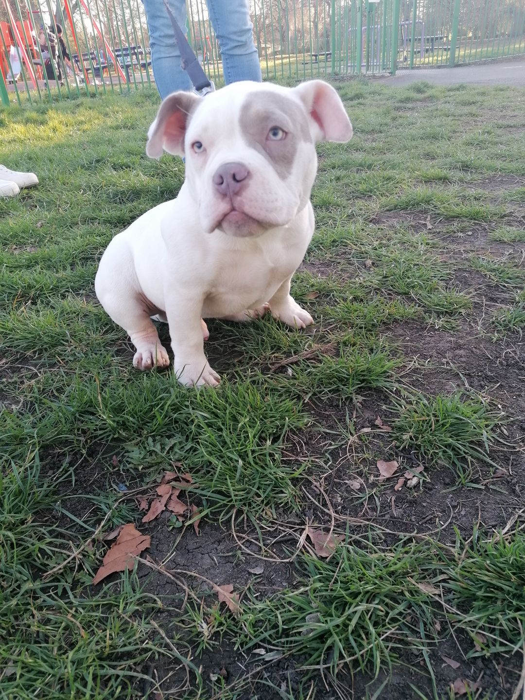 Customer photo review of 2.5cm Combat® Collar | With Handle & Rated Clip - Light Blue v2.0