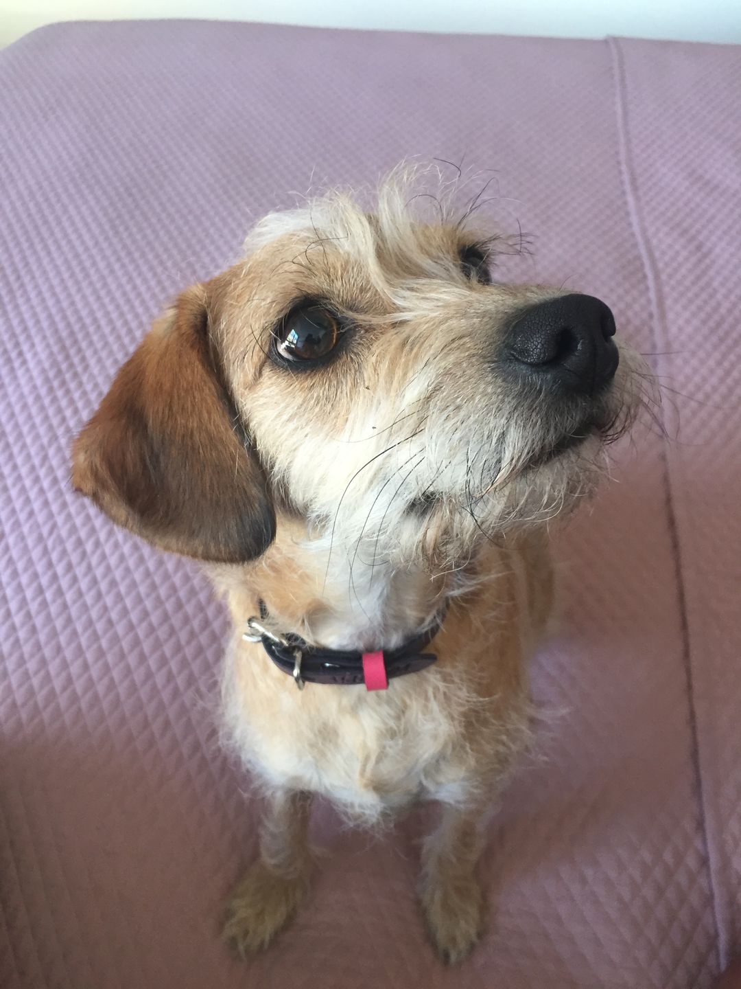 Customer photo review of Collar Snoopy B Morado/Rosado