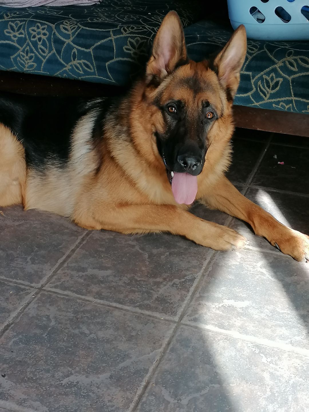 Customer photo review of Remote Training Collar System
