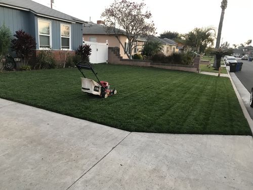 Customer photo review of GCI Turf Cool Blue Grass Seed