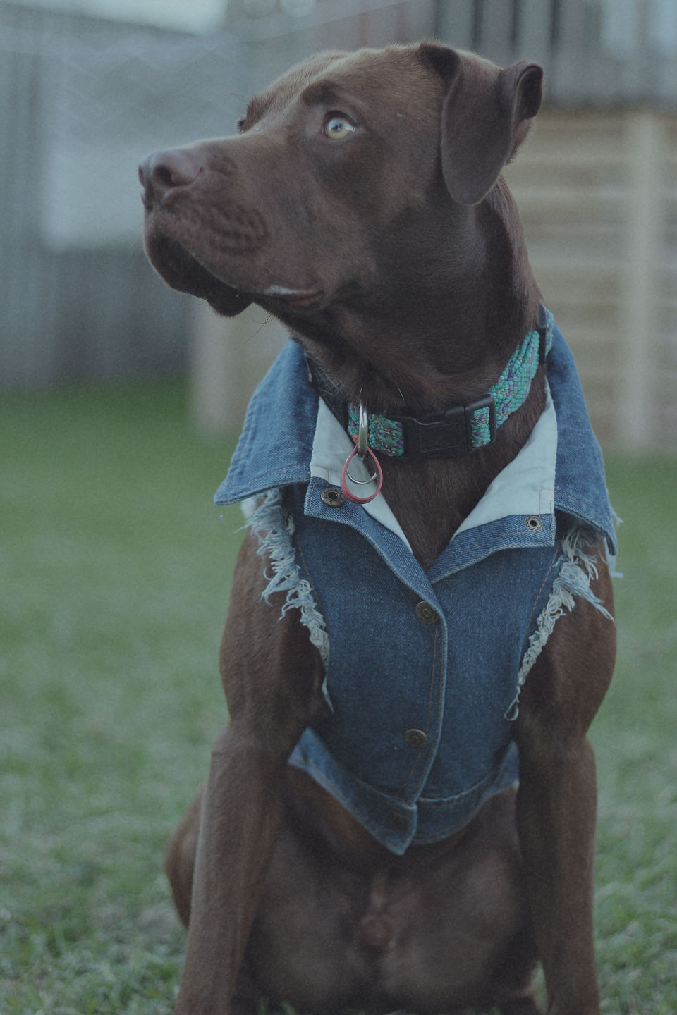 Customer photo review of Denim Dog Vest Raw Blue - Unpatched