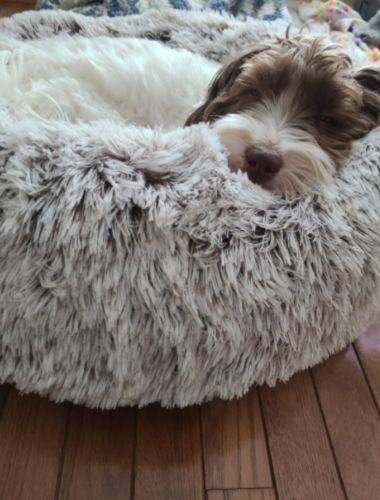 Customer photo review of PaWz Removable Cover Calming Pet Bed