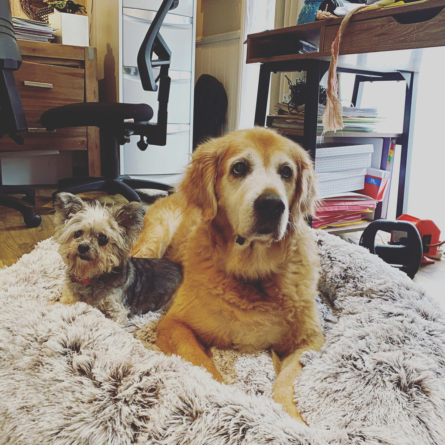 Customer photo review of Super Soft Calming Dog Beds