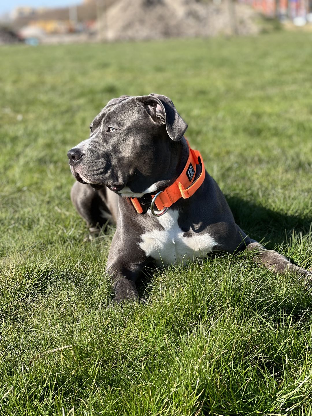 Customer photo review of 1.4m Swivel Combat Lead | Neoprene Lined, Secure Rated Clip with Soft Handle - Orange