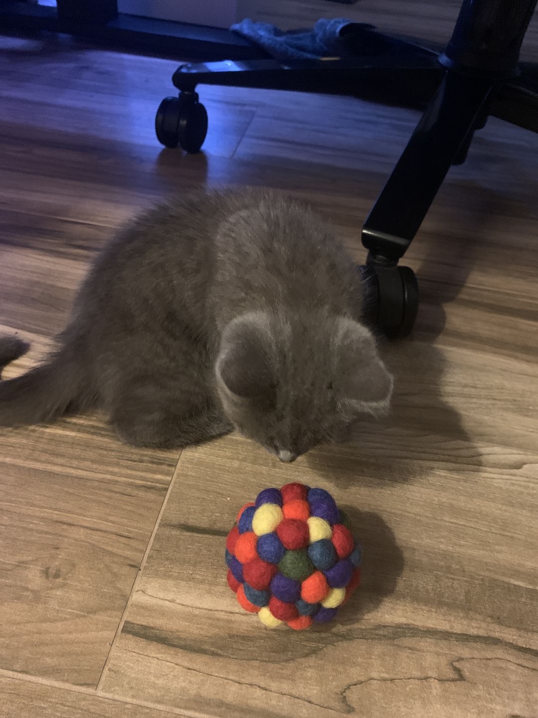 Customer photo review of Felt Rattle Ball for Cats