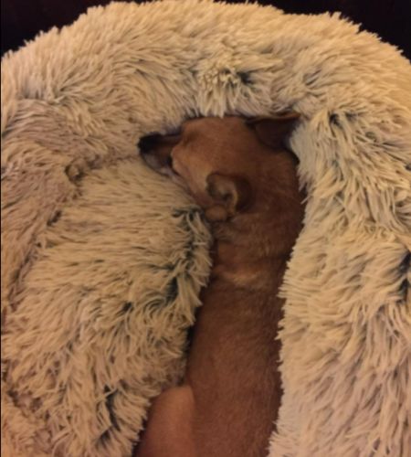 Customer photo review of PaWz Removable Cover Calming Pet Bed