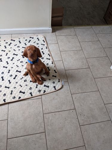 Customer photo review of Potty Buddy™ - The Durable Leak-Free Potty Pad