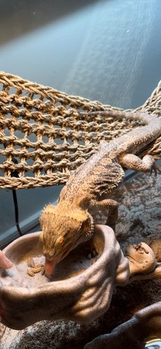 Customer photo review of GrubTerra Fresh Black Soldier Fly Larvae for Reptiles