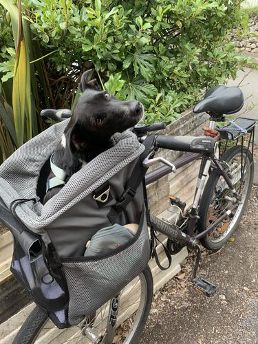 Customer photo review of All In One Pet Carrier Bag | Dog Bike Basket | Backpack for Dogs & Cats | Car Booster Seat