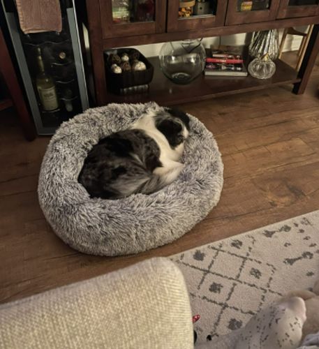 Customer photo review of PaWz Removable Cover Calming Pet Bed