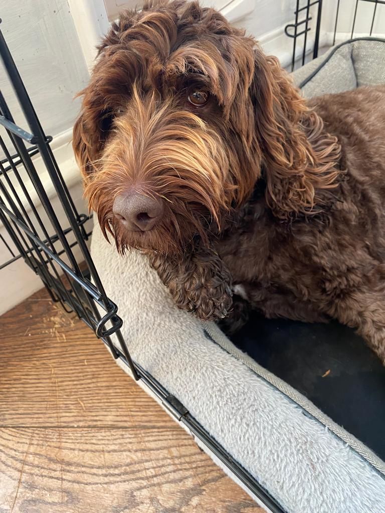 Customer photo review of Gps Dog Fence