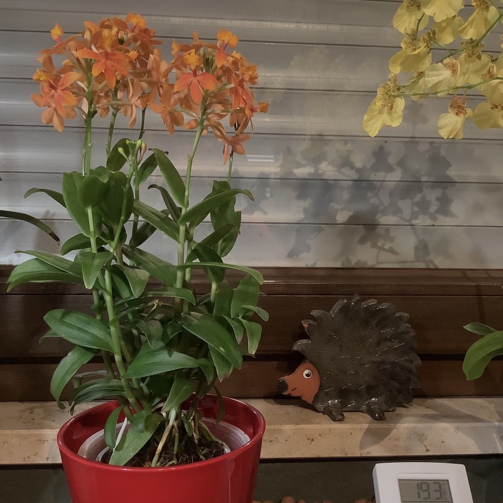 Customer photo review of Epidendrum Nordic Fire Dauerblüher mit orangener Blüte