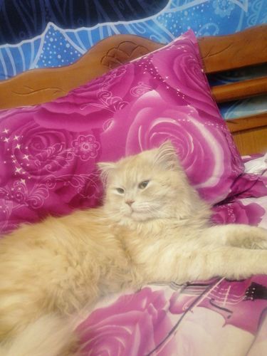 Customer photo review of Luxurious Plain Hotel Pillow