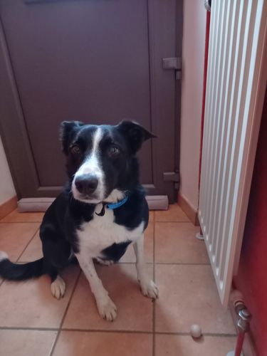 Customer photo review of Collier Anti Aboiement PuppySafe