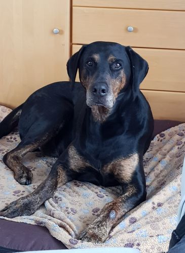 Kundenbewertung mit Foto zu BELISY > Gelenk Komplex < Gelenktabletten für Hunde & Katzen - 100 Tabletten
