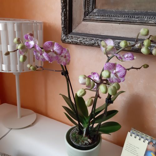 Customer photo review of Table Dance - Big Lip Manta Penida mit rosa-gestreiften Blüten und 3+ Stielen