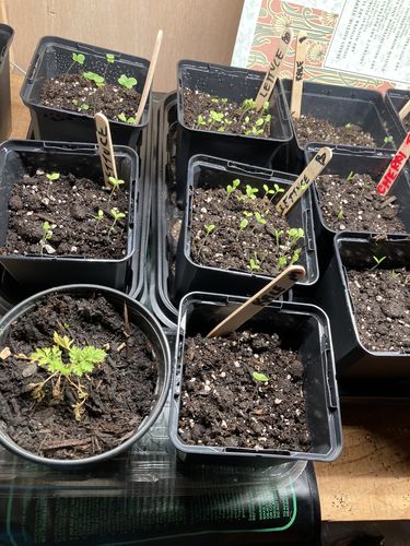 Customer photo review of WORM CASTINGS SEEDLING MIX (Pre-Order for 2022)