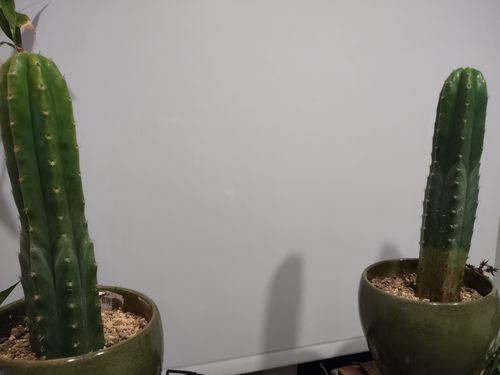 Customer photo review of San Pedro Cactus | Echinopsis pachanoi