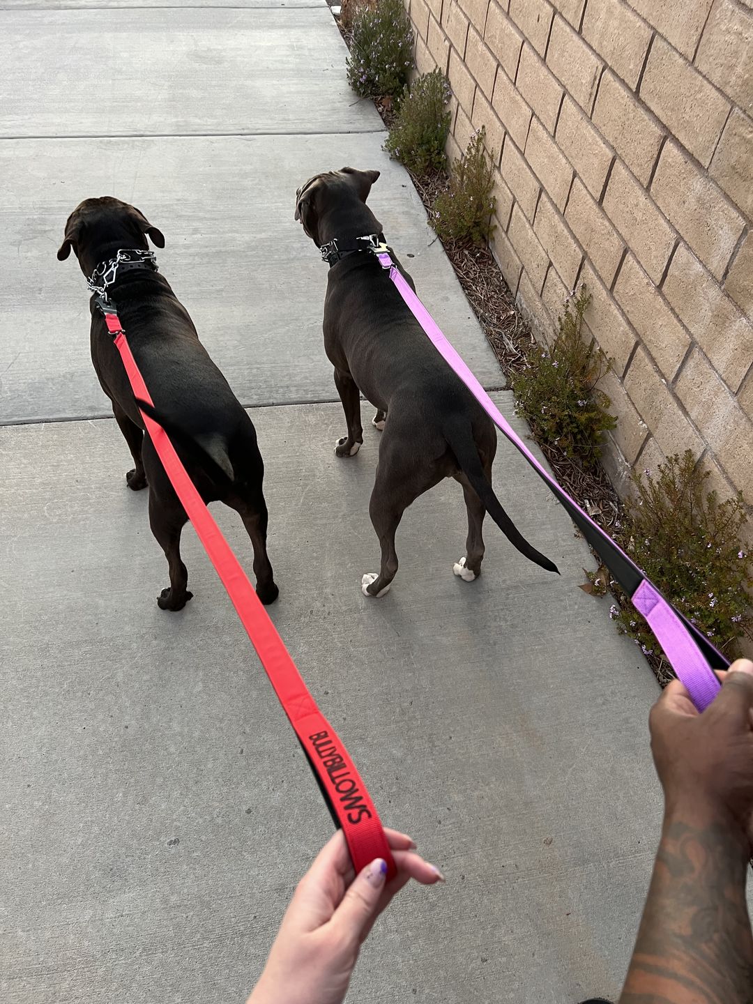 Customer photo review of 1.4m Swivel Combat Lead | Neoprene Lined, Secure Rated Clip with Soft Handle - Red