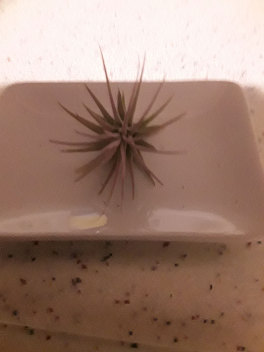 Customer photo review of Ionantha Lavender