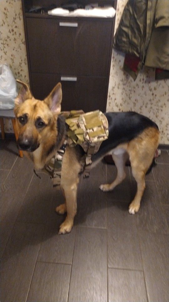 Customer photo review of Harnais chien militaire