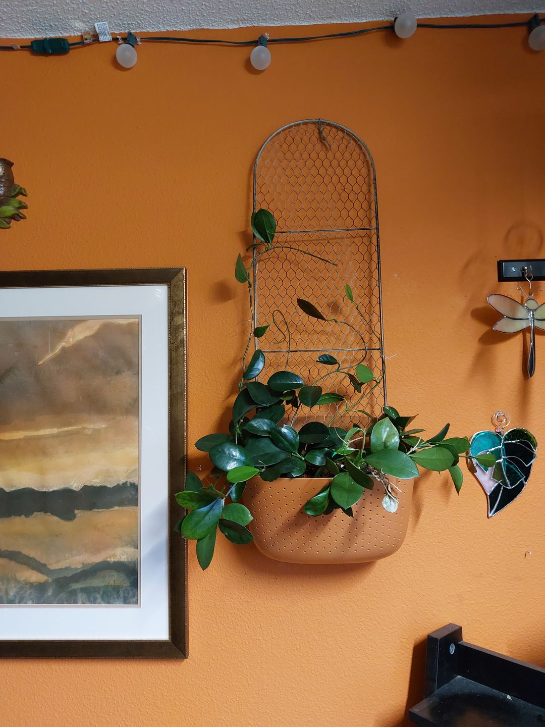Customer photo review of Eco Terracotta Wall Planter